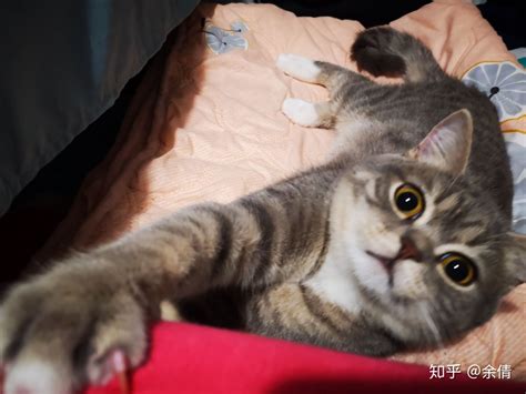 小猫什么的,薛定谔的猫到底是什么意思