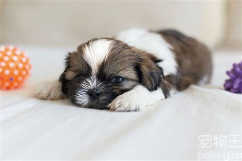 比特犬幼犬怎么挑,怎么挑选柴犬幼犬