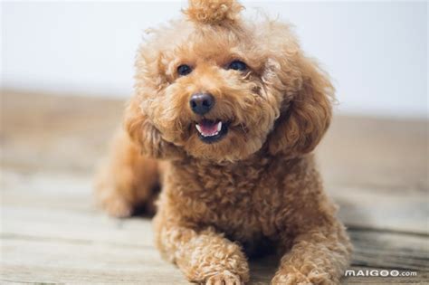 大家认为哪种小型犬最可爱养什么狗狗最可爱,最可爱的小狗是什么品种图片