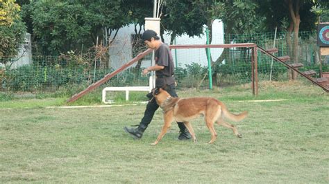 一般训犬需要多少钱,中山训犬多少钱