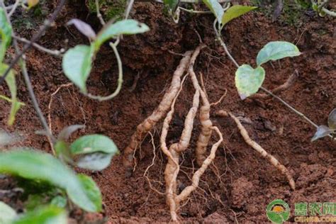 种植业种什么有前景,你觉得哪个最有前景