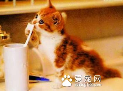 猫咪不爱喝水怎么办,猫不喝水怎么办