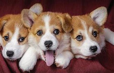 柯基幼犬多少钱,养一只柯基一年大概要多少钱