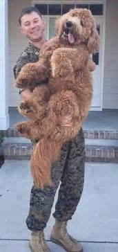 小太迪多少钱一只,养了一只小泰迪