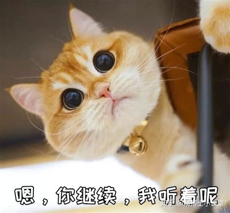 猫吃草为什么会死,野猫为什么要吃草