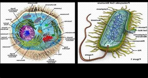 动物可以制作什么科学,动物科学专业