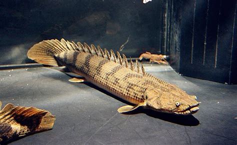 鹦鹉该怎么喂养,鹦鹉怎么饲养