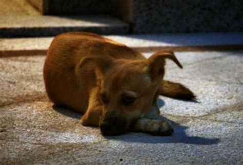 泰迪狗幼犬一天给它吃多少钱,小泰迪犬大概多少钱一只