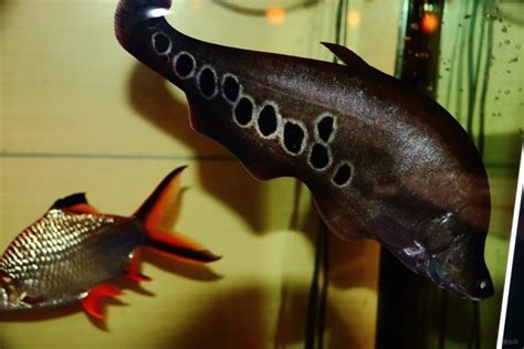 养什么观赏鲨,明知道这种观赏鱼