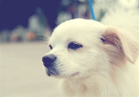 成年泰迪狗喜欢玩什么玩具,有什么是狗子特别喜欢的玩具