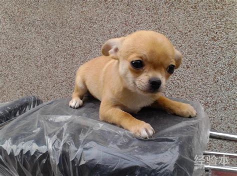 这6种狗真的粘人,为什么狗喜欢粘人