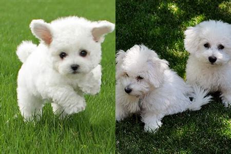 比熊夏天怎么养,想要比熊养得好