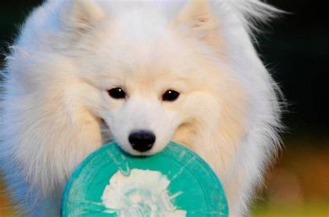 银狐犬为什么有泪痕,为什么有小银狐犬