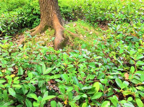 德州新植物园什么时候建好,山东省德州市动植物园旅游区