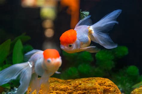 遇到鱼病不要慌,金鱼病死了怎么办