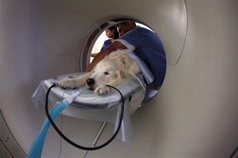 狗狗也会患上癌症,为什么狗狗会生肿瘤