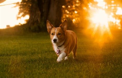 泰迪得细小怎么治疗,泰迪犬得细小怎么治疗