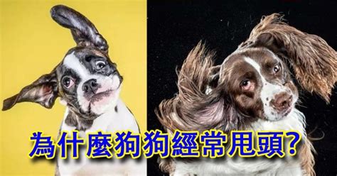 怎么甩刚生下来的小狗,刚出生的贵宾犬怎么断尾巴