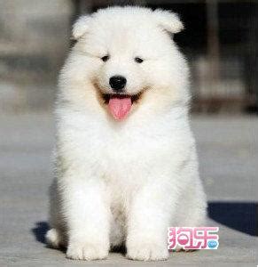 一般萨摩耶多少钱一只,现在萨摩耶多少钱一只