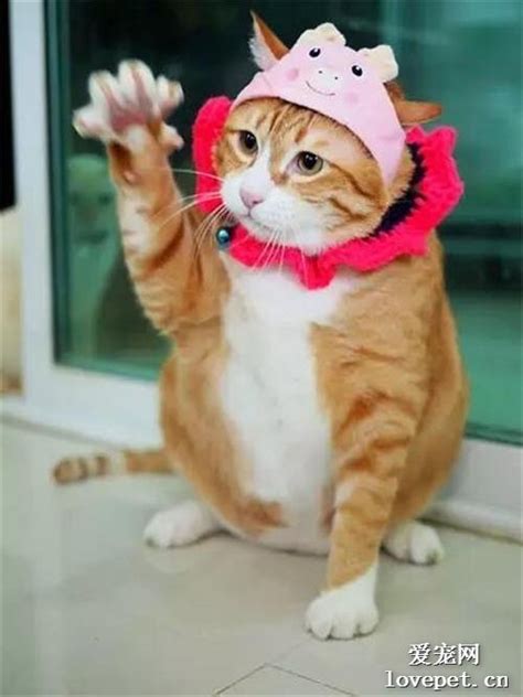 狗狗的品种有多少,常见的狗的品种