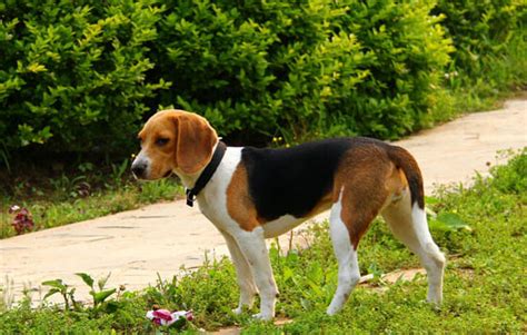 泰迪幼犬几个月就可以训练了还是随处大小便,泰迪什么时候可以训练大小便