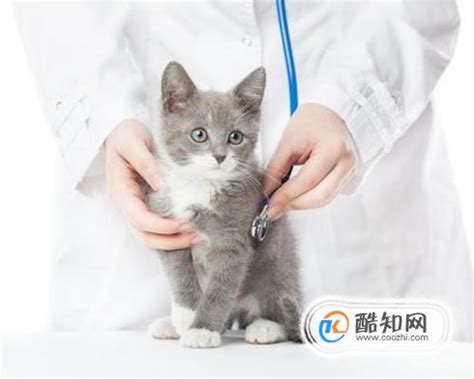 20天的小猫着凉了拉稀猫连续十天拉稀,20天小猫拉稀怎么办