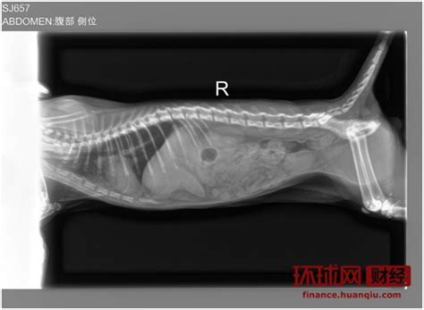 猫忽然乱拉屎怎么办,猫为什么忽然乱拉屎