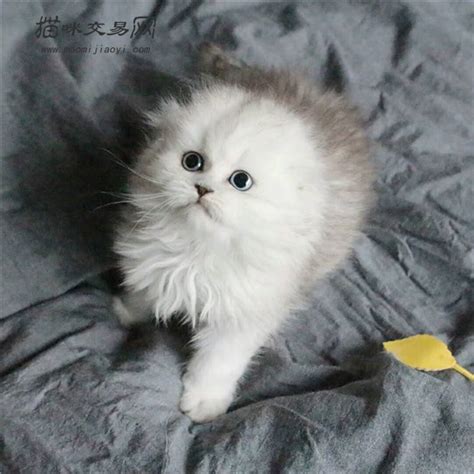 健康的美短多少钱,你们说我买的值不值