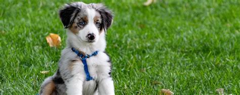 你知道怎么正确训练泰迪定点大小便吗,怎么让泰迪定点上厕所