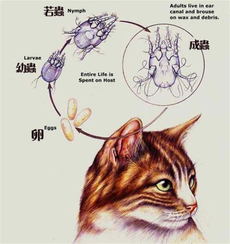 治疗猫耳螨大约多少钱,猫耳螨治疗多少钱