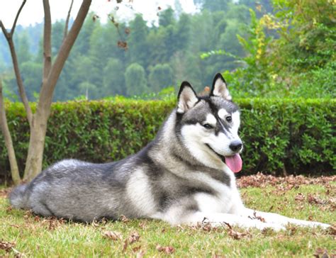 一只纯种的哈士奇幼犬多少钱一只,哈士奇多少钱一只