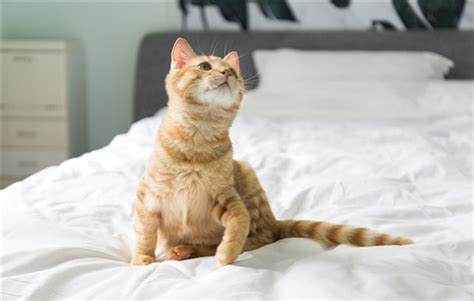 你知道是为什么吗,狗狗为什么老喜欢舔人