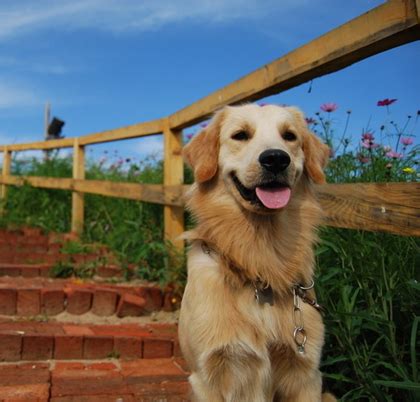 柴犬为什么不吃狗粮,金毛狗为什么不吃饭