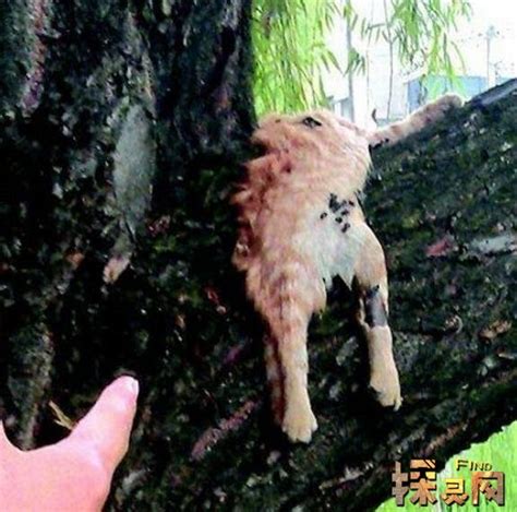 玄猫为什么辟邪,为什么猫能辟邪