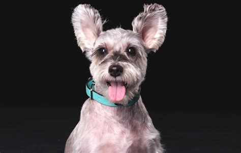 泰迪狗狗抓痒痒是怎么回事啊,是什么原因呢