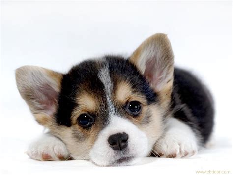 柯基犬最少多少钱,买一只柯基犬需要多少钱