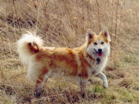 贵宾犬为什么会出现肾衰竭检查下来是肾衰竭,老年犬肾衰竭怎么办