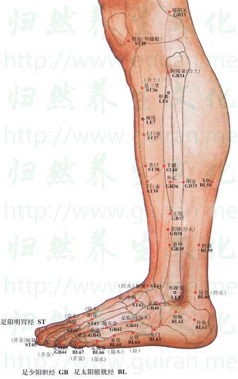 足部的解剖重点.ppt,足解剖图