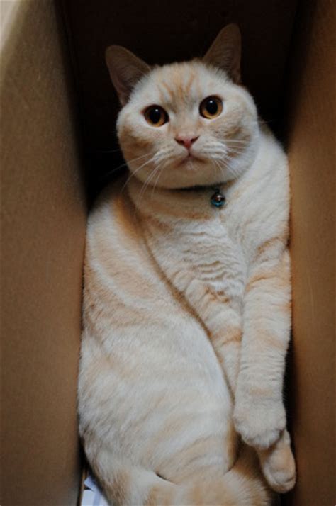 为什么哦猫不喜欢箱子,猫咪为什么喜欢箱子