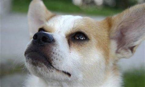 猫狗为什么有泪痕,狗为什么会有泪痕