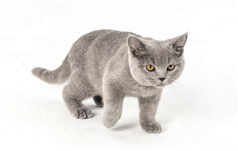 狗肛门腺破溃怎么办,猫肛门腺破溃怎么办