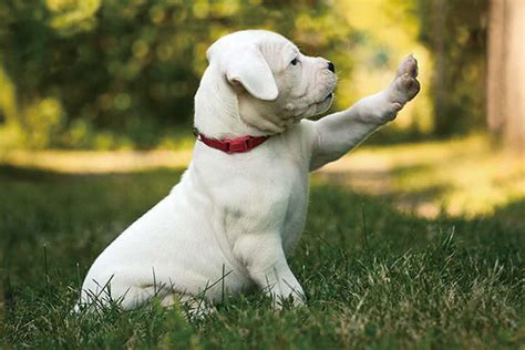 什么斗犬适合家养,什么人不适合养法斗犬