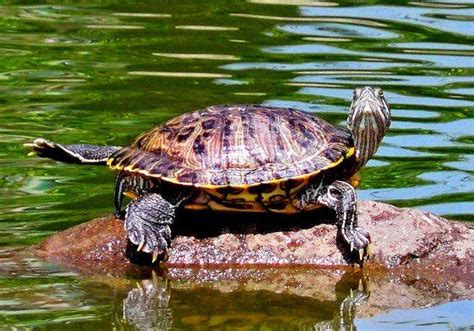 巴西龟为什么水很脏,为什么不能全部消灭