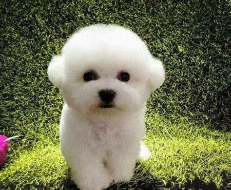 猫咪老叫应该怎么办为什么猫不停的叫,猫咪不停叫什么原因