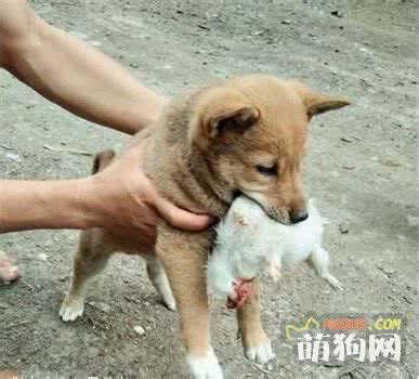 在养哈士奇幼犬时,养哈士奇要买什么