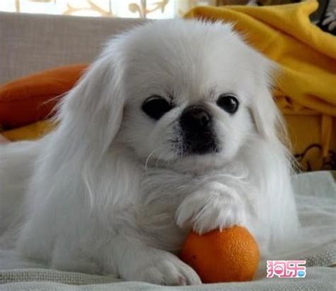 边境牧羊犬多少钱一个,想买边境牧羊犬