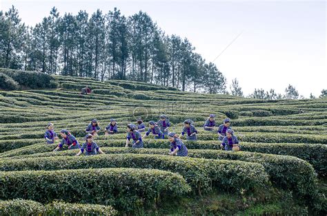 初采茶是什么茶,采茶的特点是什么