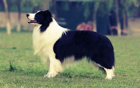 缺钙的狗狗有什么症状,拉布拉多犬缺钙有啥特征