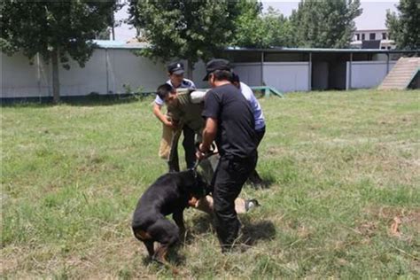 现在世界上警察用的警犬有多少种,全球十种最勇猛的警犬