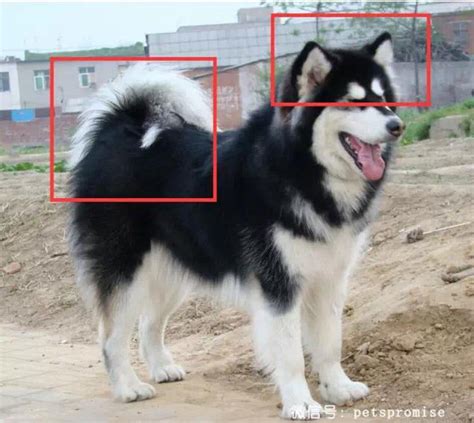 一只比熊犬一般要多少钱,哈士奇小狗要多少钱一只